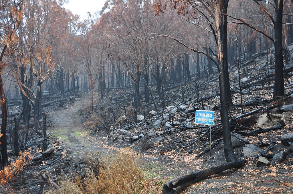 Lake Mountain toboggan run after 2009 Black Saturday bushfires