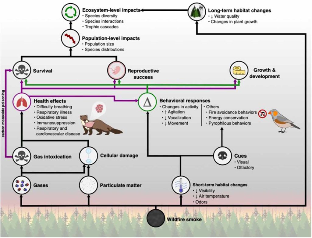 Conceptual model illustrating wildfire smoke influence on wildlife and ecosystems