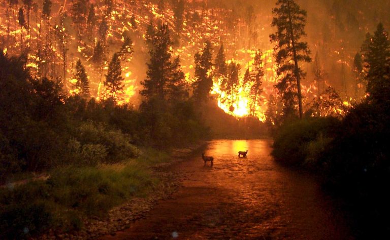 Two elk escape the flames of Yellowstone’s wildfire by wading into a stream.