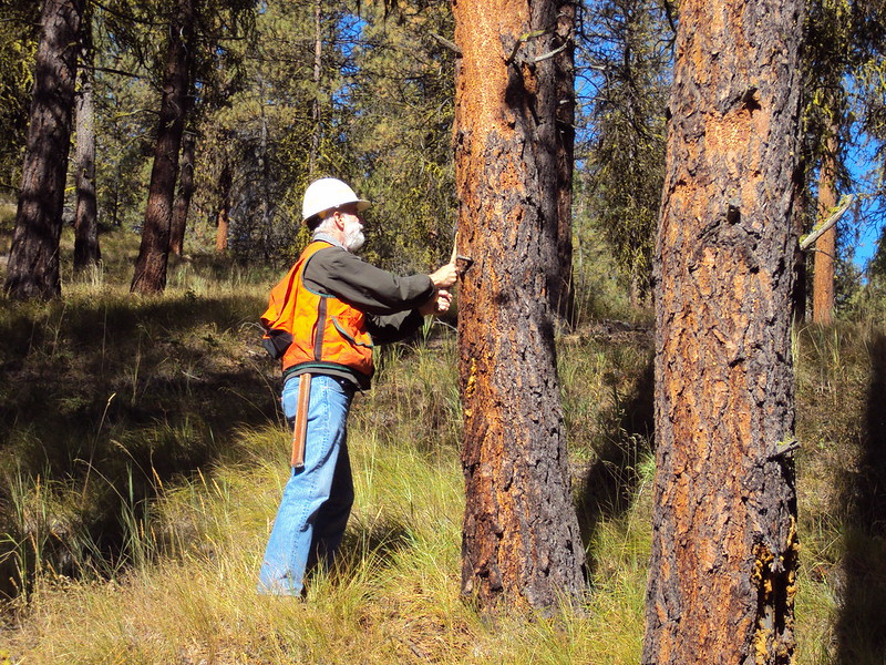 Forest entomologist