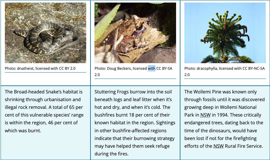 Animal species impacted by Black Summer bushfires